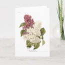 Search for vintage botanical print cards Illustration