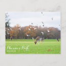 Search for flocking photography Flock of birds