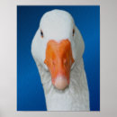 Search for animal faces posters Cute