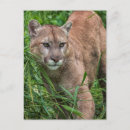 Search for concolor postcards Mountain lion