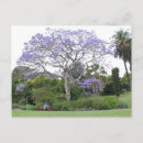 Search for jacaranda tree Australia
