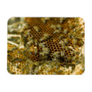 Search for bee hive magnets Honeybee