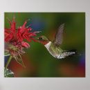 Search for ruby throated posters Male