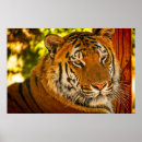 Search for tiger face posters Predator
