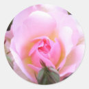 Search for english roses stickers Pink