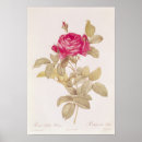 Search for pierre joseph redoute posters Printed
