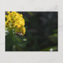Search for bumblebee postcards Garden