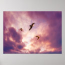 Search for seagull flying posters Wildlife