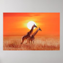 Search for african posters Giraffe