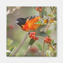 Search for migration magnets Feeding