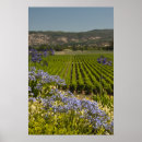 Search for grape photography Nature