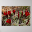 Search for americas cup posters Cactus