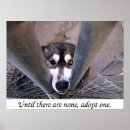 Search for malamute dog posters Dogs