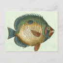 Search for realistic postcards Fish