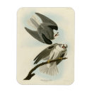 Search for winged magnets Picture