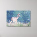 Search for buck canvas prints Whitetail