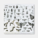 Search for entomology magnets English