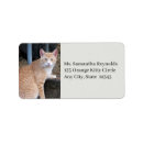 Search for sad photography Cute cat
