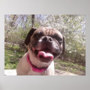 Search for funny pug art Animals