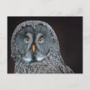 Search for strix postcards Owl