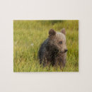 Search for grizzly bear puzzles Nature