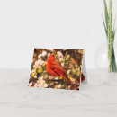 Search for cardinal thank you cards Wildlife