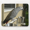 Search for african greys mousepads African grey parrot