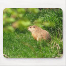Search for woodchuck mousepads Groundhog