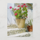 Search for red geraniums postcards Nature