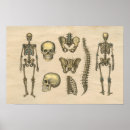 Search for vintage medical skeleton posters Bones