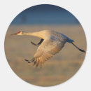 Search for cranes stickers Wildlife