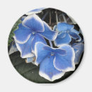 Search for blue hydrangeas magnets Garden