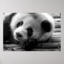 Search for panda bears posters Black and white