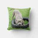 Search for bull terrier cushions Staffy