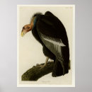 Search for condor bird posters Vulture
