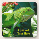 Search for lizard coasters Wildlife