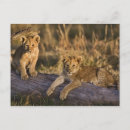 Search for masai mara postcards Big cat
