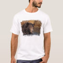 Search for ursus Bear