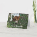 Search for beagles cards Pet
