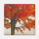 Search for red maple magnets Landscape