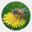 Search for yellow dandelions stickers Green