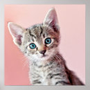 Search for eyes closed posters Domestic animals