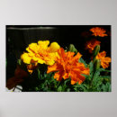 Search for morning glory posters Plants