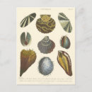 Search for coral vertical postcards Sealife