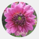 Search for pink dahlia stickers Garden