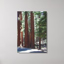 Search for sequoia art Redwood