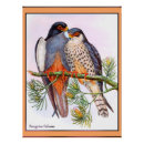 Search for peregrine falcon posters Birds
