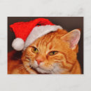 Search for orange cat christmas cards Animals