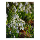 Search for snowdrop art Floral