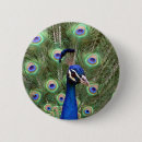 Search for peacock badges Beauty